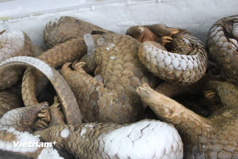 Tê tê chết hàng loạt đang được bảo quản trong nhà kho đông lạnh ở Trung tâm cứu hộ động vật hoang dã Hà Nội. (Ảnh: Hùng Võ/Vietnam+)