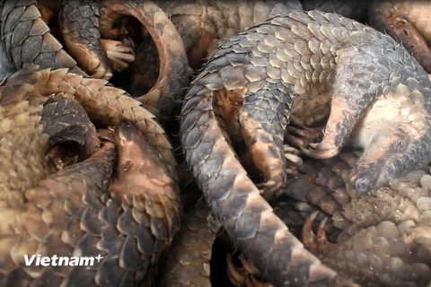 Tê tê chết đang được bảo quản đông lạnh ở Trung tâm cứu hộ động vật hoang dã Hà Nội. (Ảnh: Hùng Võ/Vietnam+) 