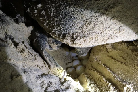 Một cá thể rùa mẹ trung bình đẻ được khoảng 80 trứng, nhưng cũng có trường hợp đẻ hơn 200 trứng tại Côn Đảo. (Ảnh: Đức Hạnh)