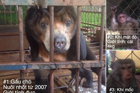 Cứu hộ chú gấu chó và hai cá thể khỉ tại Đắk Lắk. (Nguồn ảnh: TCĐVCA cung cấp)