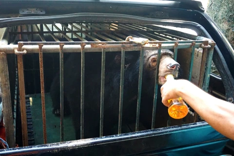 Cá thể gấu ngựa được bàn giao về Trung tâm cứu hộ động vật hoang dã Hà Nội. (Nguồn ảnh: ENV)