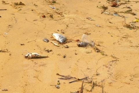 Cá chết tại vùng biển tỉnh Quảng Bình. (Nguồn ảnh: TTXVN) 