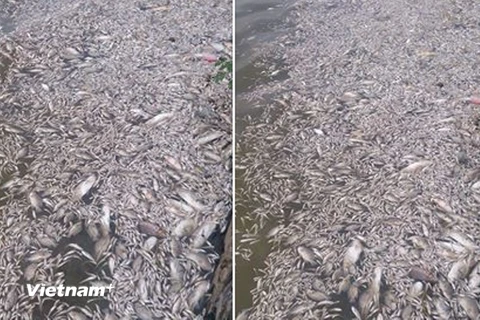 Cá chết hàng loạt tại Hồ Tây. (CTV/Vietnam+)
