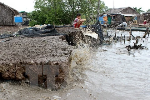 Đê biển tại thị trấn Sông Đốc (huyện Trần Văn Thời) ven bờ biển Tây bị sạt lở nghiêm trọng. (Ảnh: Huỳnh Thế Anh/TTXVN)