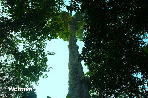 Những cây nghiến cổ thụ tại rừng đặc dụng Phong cần được bảo vệ nghiên ngặt. (Ảnh: H.V/Vietnam)