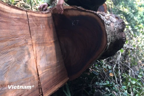 Cây gỗ nghiến cổ thụ bị lâm tặc xẻ đôi. (Ảnh: H.V/Vietnam+)