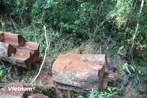 Những cây gỗ nghiến bị lâm tặc xẻ thịt tại rừng đặc dụng Phong Quang, tỉnh Hà Giang. (Ảnh: H.V/Vietnam+)