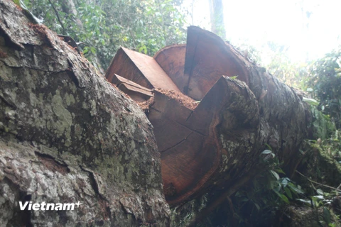 Một cây nghiến cổ thụ vừa bị cưa đổ tại rừng đặc dụng Phong Quang. (Ảnh: H.V/Vietnam+)