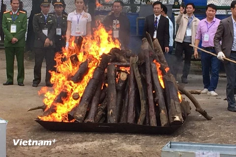 Tiêu hủy hơn 2.000kg ngà voi và 70kg sừng tê giác tại huyện Sóc Sơn, thành phố Hà Nội. (Ảnh: Thanh Tâm/Vietnam+)
