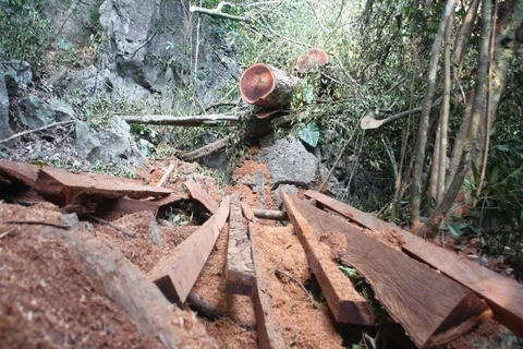 Khai thác gỗ nghiến trái phép tại rừng đặc dụng Phong Quang, tỉnh Hà Giang. (Ảnh: H.V/Vietnam+)