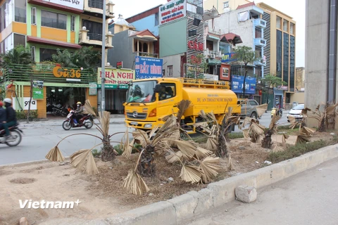 Cây cảnh trên giải phân cách đường Trần Phú, quận Hà Đông bị khô rụi. (Ảnh: Mai Mạnh/Vietnam+)