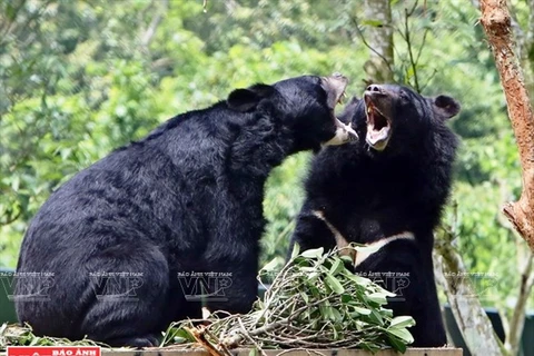 Giải chạy vì gấu sẽ diễn ra vào ngày 10/12 tại Hà Nội. (Nguồn ảnh: Báo ảnh Việt Nam)