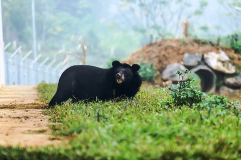 Cá thể gấu ngơ ngác khi bước ra môi trường tự nhiên. (Nguồn ảnh: ENV)