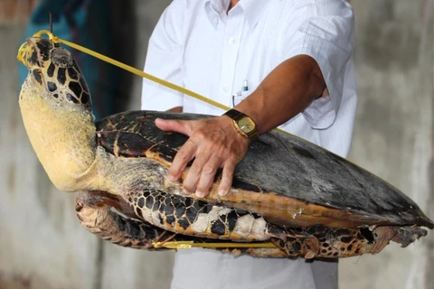 Rùa biển bị sát hại để làm đồ thủ công mỹ nghệ.(Ảnh: ENV)