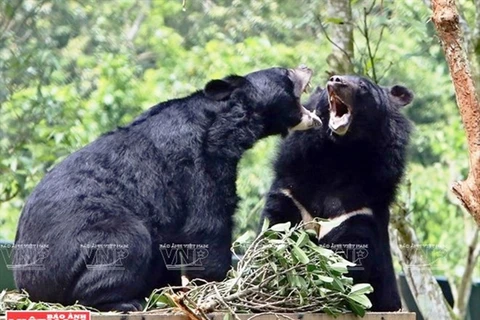 Giải chạy vì gấu diễn ra từ ngày 10/12 tại Hà Nội. (Nguồn ảnh: Báo ảnh Việt Nam)