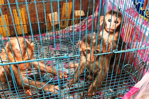 Các cá thể khỉ còn sống. (Ảnh: CSPCTPMT Thành phố Hồ Chí Minh)
