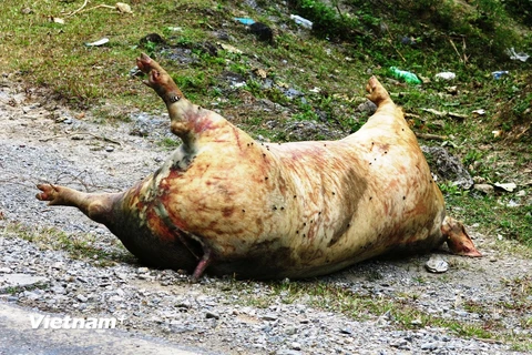 Lợn chết vứt ở ven đường quốc lộ huyện Trùng Khánh, tỉnh Cao Bằng vào cuối tháng 11/2017. (Ảnh: DH.Vietnam+)