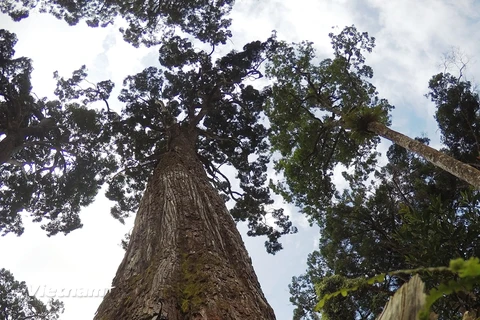 Quần thể cây pơmu ở Tây Giang có tổng diện tích khoảng 450ha nằm ở độ cao gần 1.500 mét so với mực nước biển. Trong đó, nhiều cây pơmu cổ thụ có tuổi thọ đo được là hơn 1.800 năm. (Ảnh: Hùng Võ/Vietnam+)