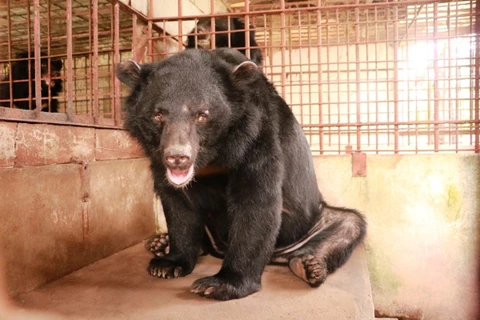 Cứu hộ gấu ngựa quý hiếm bị nuôi nhốt nhiều năm tại tỉnh Tiền Giang. (Ảnh: Tổ chức ĐVCA cung cấp)