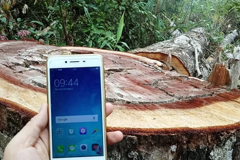 Một cây cổ thụ bị chặt hạ tại lâm phần của Công ty Trách nhiệm hữu hạn Một thành viên Lâm nghiệp Đắk Tô, tỉnh Kon Tum. (Ảnh: Hùng Võ/Vietnam+)