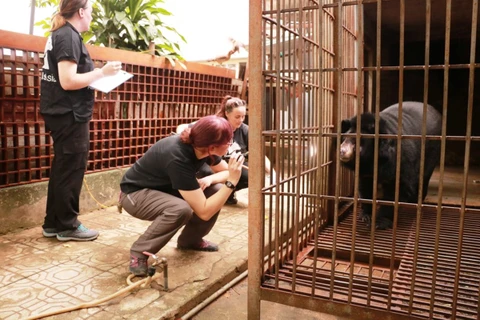 Cứu hộ cá thể gấu ngựa tại tỉnh Lào Cai. (Ảnh: TC ĐVCA cung cấp)