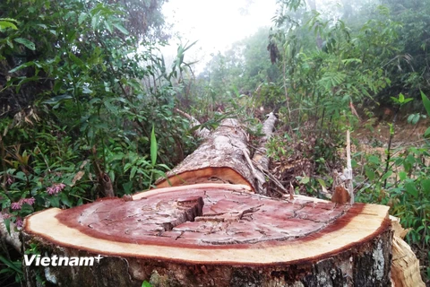 Tình trạng phá rừng diễn ra phức tạp tại lâm phần của Công ty Trách nhiệm hữu hạn Một thành viên Lâm nghiệp Đắk Tô, tỉnh Kon Tum. (Ảnh: Hùng Võ/Vietnam+)