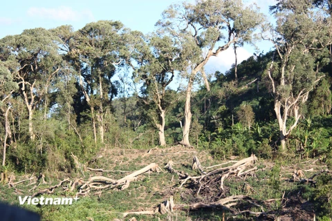 Người dân lấn chiếm đất rừng làm nương rẫy tại xã Hiếu, huyện Kon Plông, tỉnh Kon Tum. (Nguồn: Hùng Võ/Vietnam+)