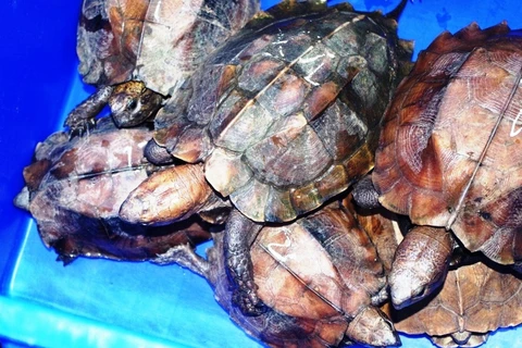 Các chuyên gia nhận định không thể gây nuôi thương mại rùa đầu to (Nguồn ảnh: ATP-IMC)