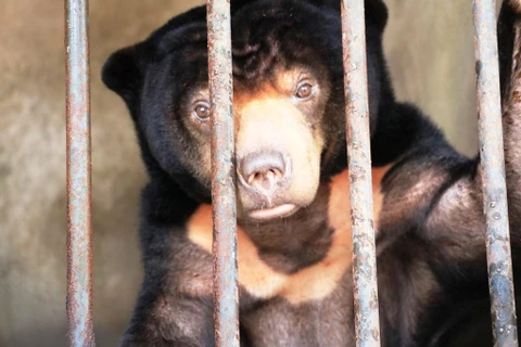Cá thể gấu chó nặng khoảng 50kg được cứu hộ tại Tây Ninh. (Nguồn: Tổ chức Động vật châu Á) 