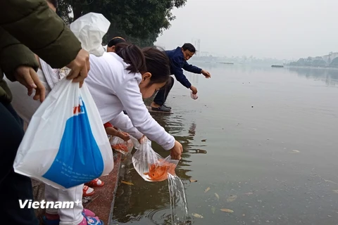 Người dân Hà Nội lại nô nức mang cá chép ra các khu vực sông, hồ để “hóa rồng” tiễn Táo quân về trời. (Ảnh: Hùng Võ/Vietnam+)