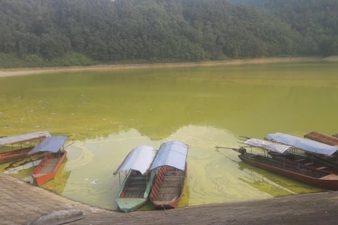 Mặt hồ Gò Miếu phủ một lớp váng vàng như mỡ động vật. (Ảnh: P.V/Vietnam+)