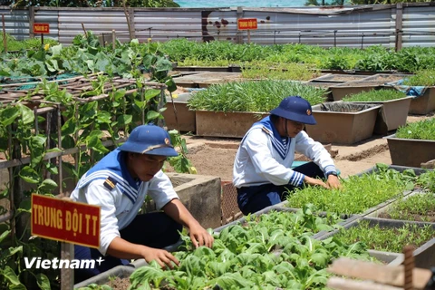 Sau thời gian thao luyện, các chiến sỹ tại Đảo An Bang lại chia nhau ra vườn bắt sâu, tưới nước cho rau. (Ảnh: H.V/Vietnam+)