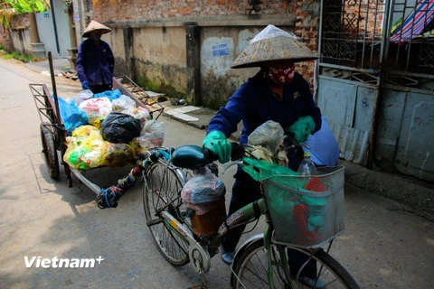 Thiếu xe đẩy, xe cơ giới không vào các ngõ xóm dưới 2m, công nhân ở xã Tiên Dương, huyện Đông Anh phải dùng xe bò kéo để đi gom rác. (Ảnh: Q.Sỹ/Vietnam+)