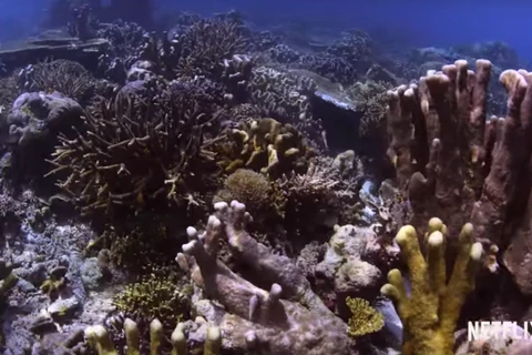 Công chiếu phim ‘Truy tìm rạn san hô’ kêu gọi bảo vệ tài nguyên biển