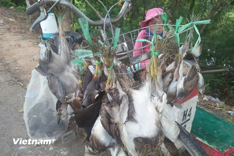 Chim, cò bị buộc thành chùm treo trên xe rao bán như chốn không người. (Ảnh: H.C/Vietnam+) 