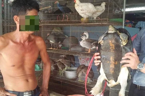 Chủ một gian hàng bán động vật hoang dã tại chợ nông sản Thạnh Hóa rao bán cá thể rùa nặng 15 kg. (Ảnh: H.V/VIetnam+)