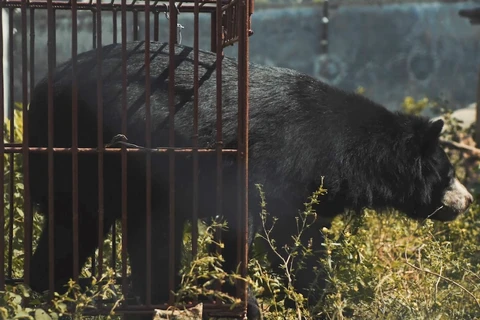 Tại Việt Nam hiện vẫn còn hơn 400 cá thể gấu bị nuôi nhốt và chích hút mật. (Nguồn: ENV)