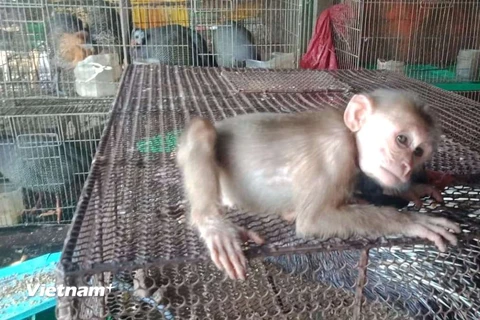 Cá thể khỉ thuộc nhóm động vật hoang dã quý, hiếm được bày bán công khai tại chợ Thạnh Hóa, tỉnh Long An. (Ảnh: HV/Vietnam+)