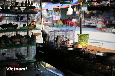 Các loài chim hoang dã được bày bán công khai tại chợ Thạnh Hóa, tỉnh Long An. (Ảnh: HV/Vietnam+) 