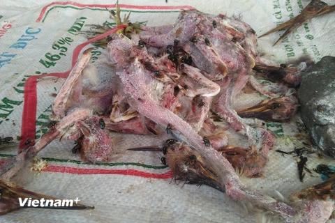 Chim cò hoang dã bị sát hại, vặt lông, không đảm bảo vệ sịnh vẫn vô tư bày bán tràn lan tại chợ nông sản Thạnh Hóa. (Ảnh: HV/Vietnam+)