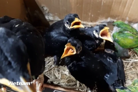 Những chú chim trời vừa mới sinh ở ngoài tự nhiên bị bắt về rao bán tại chợ nông sản Thạnh Hóa. (Ảnh: HV/Vietnam+)