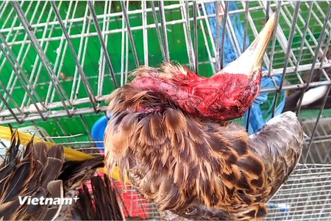 Chim cò hoang dã bị sát hại, bày bán tràn lan tại chợ nông sản Thạnh Hóa, tỉnh Long An. (Ảnh: HV/Vietnam+)