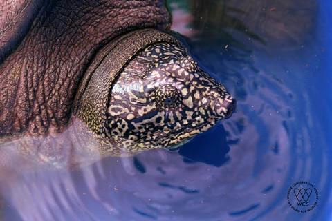 Cận cảnh đầu và vân của rùa Hoàn Kiếm. (Nguồn ảnh: WCS Việt Nam)