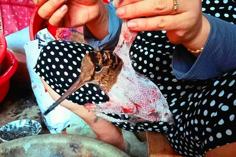 Hình ảnh chim hoang dã di cư ở trên đảo Cát Bà, thành phố Hải Phòng bị bứt lông rách thịt khi còn sống khiến khách du lịch không khỏi xót xa. (Ảnh: PV/Vietnam+)
