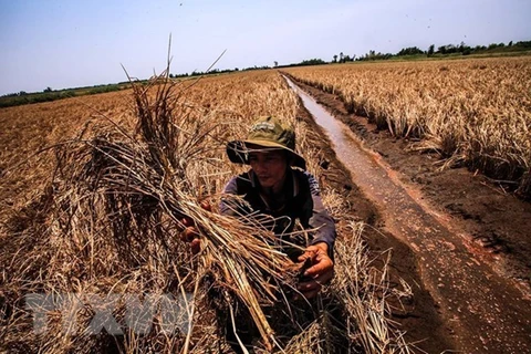 Xâm nhập mặn tàn phá các cánh đồng ở Kiên Giang. (Ảnh: Trọng Đạt/TTXVN)