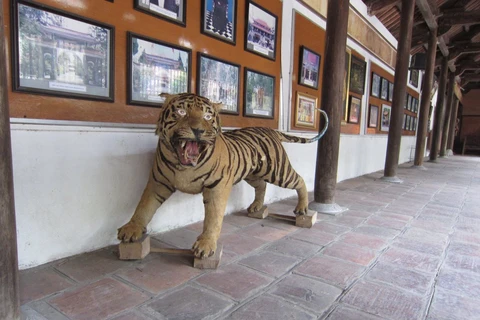 Tiêu bản hổ được một nhà chùa tại tỉnh Bắc Giang chuyển giao cho cơ quan chức năng. (Nguồn ảnh: ENV cung cấp)