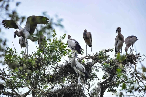 Vườn Quốc gia Tràm Chim ở huyện Tam Nông (Đồng Tháp) là khu Ramsar thứ 2.000 của thế giới.(Ảnh: Minh Đức/TTXVN)