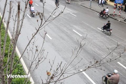 Hàng cây phong lá đỏ trên tuyến đường Trần Duy Hưng-Nguyễn Chí Thanh khẳng khiu, héo khô, không có lá. (Ảnh: Hùng Nguyễn/Vietnam+)
