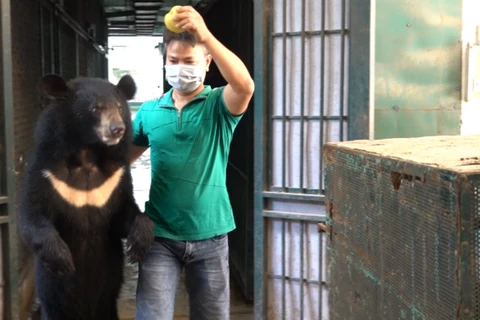 Nghệ sỹ chăm sóc gấu hỗ trợ đưa gấu vào lồng vận chuyển bằng cách dụ và dắt gấu. (Ảnh: TCĐVCA cung cấp)