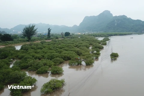 Ảnh chỉ có tính chất minh họa. (Nguồn: PV/Vietnam+) 